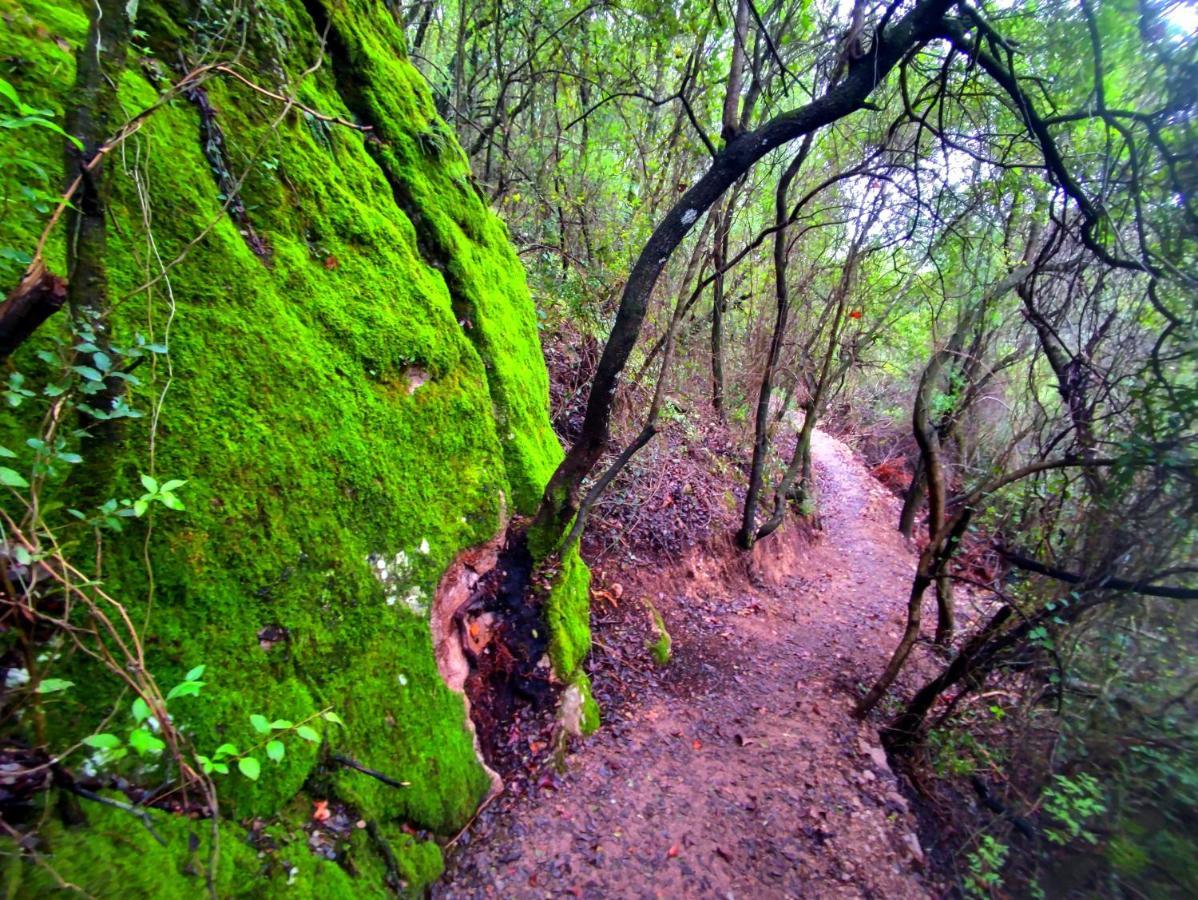 La Casa Del Naturalista El Bosque Eksteriør billede